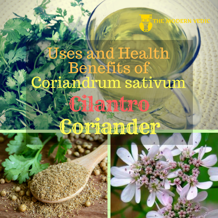 Uses and Health Benefits of Cilantro or Coriander (Coriandrum sativum