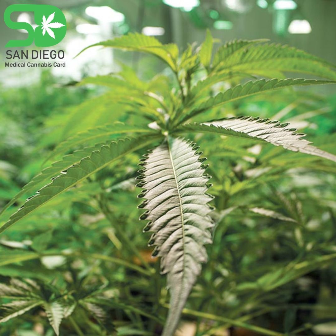How Is Obtaining Medical Marijuana Growers License in San Diego Helpful