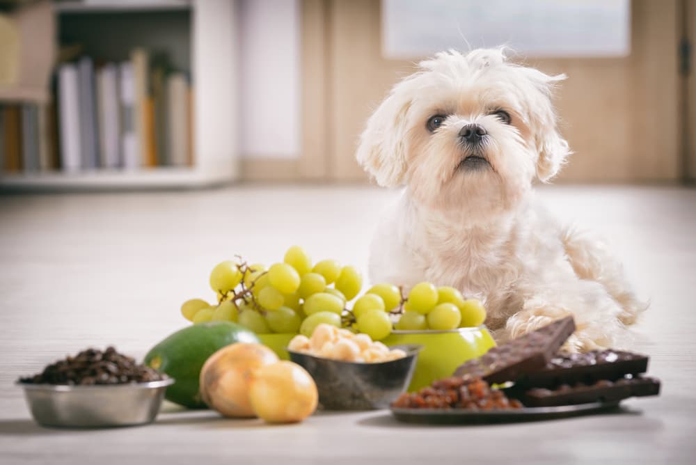 What Foods Are Toxic for Dogs ? Posts by Animal Care Bloglovin’