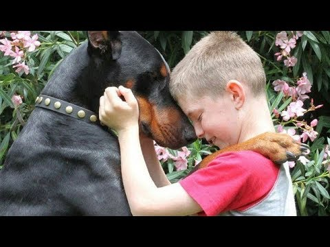 German Pinscher Around Children And Other Pets | Posts by Animal Care ...